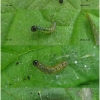 vanes atalanta larva1 volg